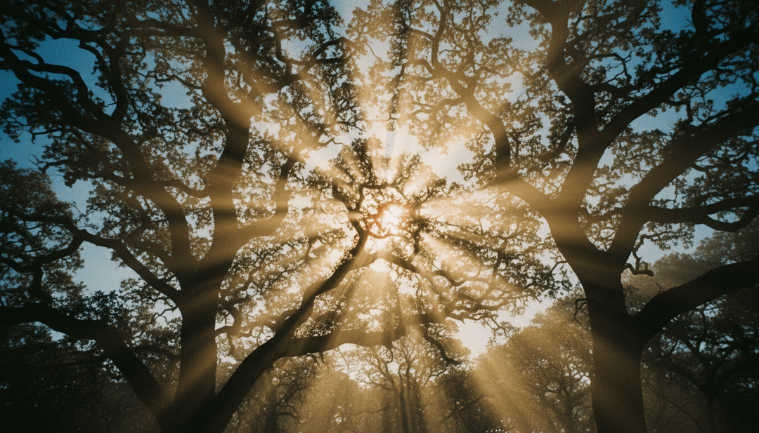 Visualizaciones del video musical 'Music is Better' de RÜFÜS DU SOL, mostrando ondas de sintetizador transformándose en estelas de luz y bailarines moviéndose al ritmo eurodance.