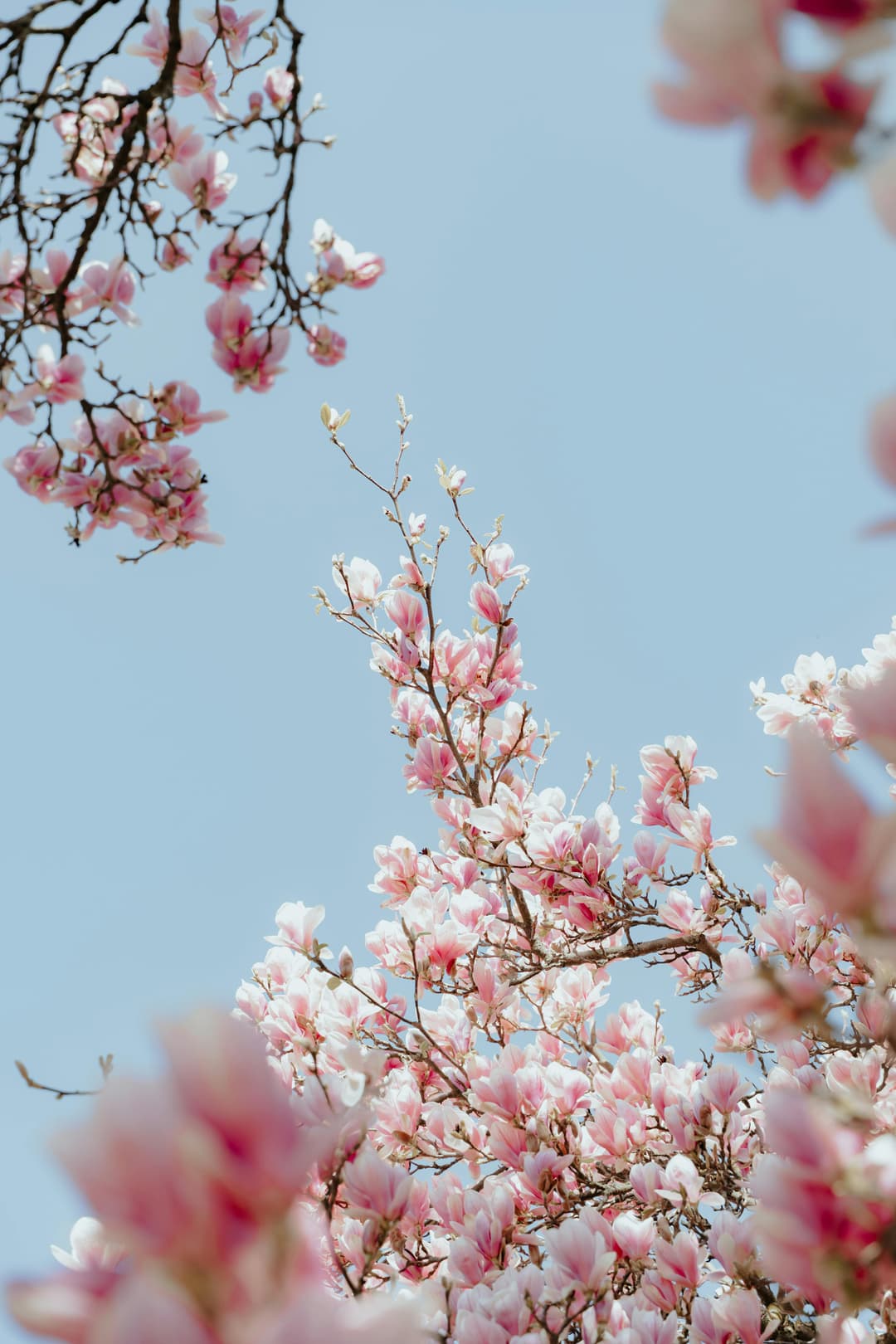 लोकप्रिय चित्र श्रेणियाँ-प्रकृति