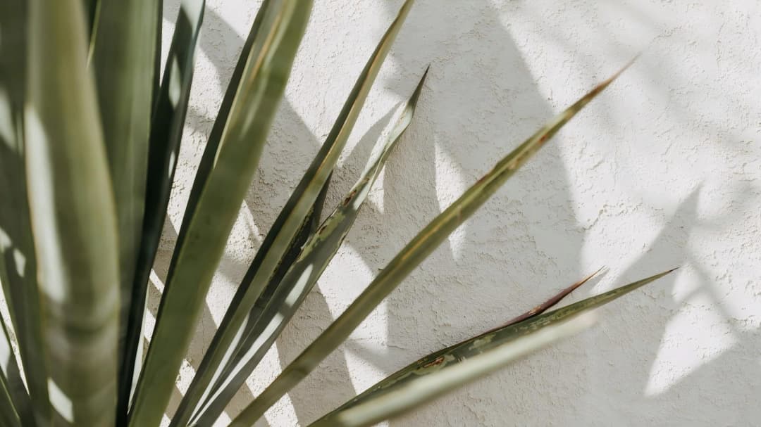 All-in-one AI creator studio