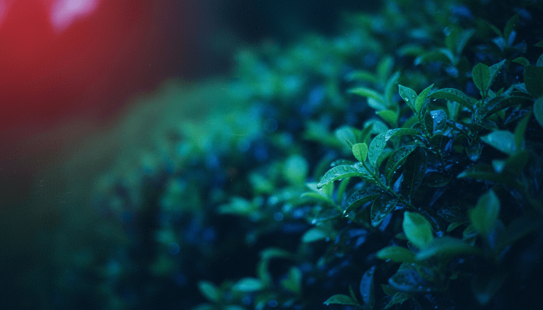 KI interpretiert Jojis 'Glimpse of Us'-Texte und erstellt melancholische Visuals für ein Musikvideo, mit Fokus auf Indie-Folk- und Akustik-Elemente.